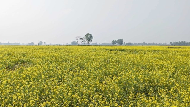 সরিষা চাষে ঝুঁকছেন নালিতাবাড়ীর কৃষকেরা