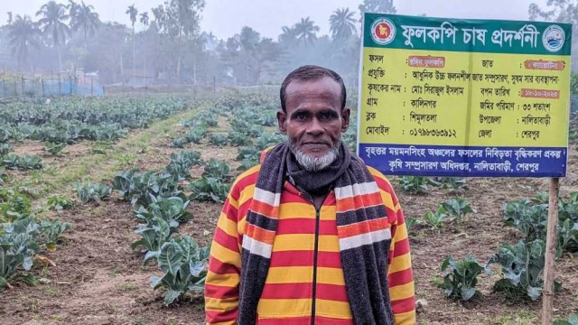 নালিতাবাড়ীতে রঙ্গিন ফুলকপি চাষে লাভবান কৃষক সিরাজ