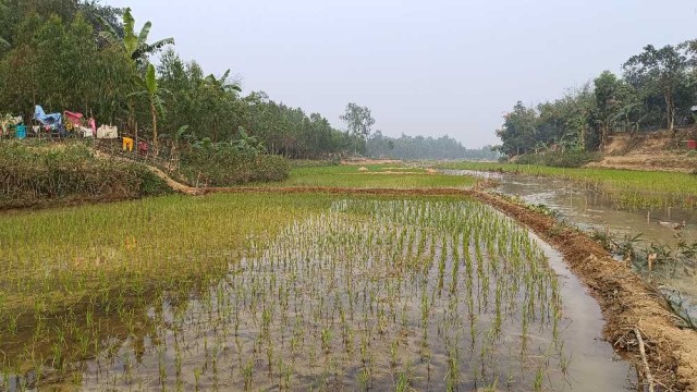 নালিতাবাড়ীর চেল্লাখালী নদীর বুকে বোরো আবাদ