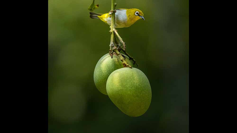 ছবিঃ সংগৃহীত