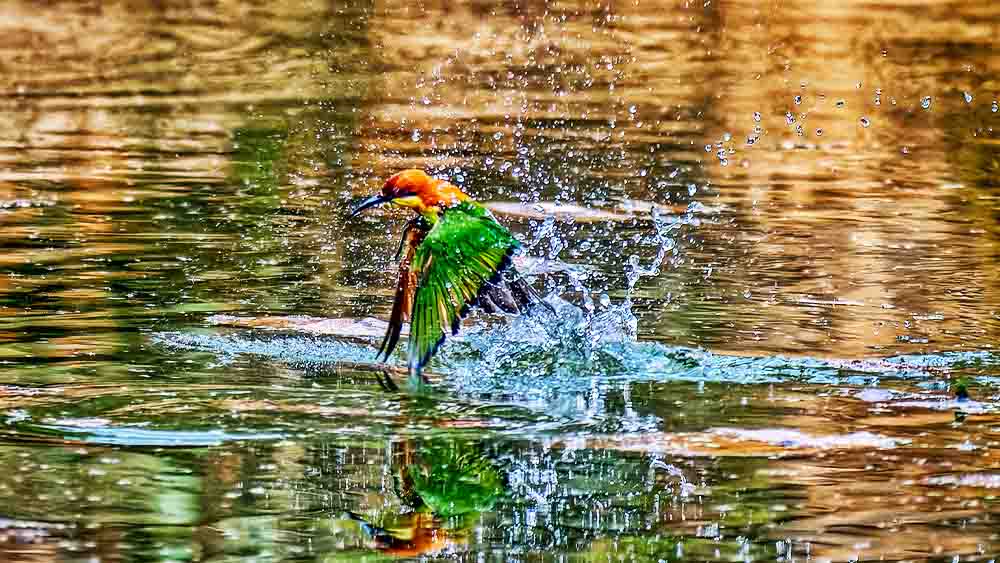 ছবিঃ সংগৃহীত