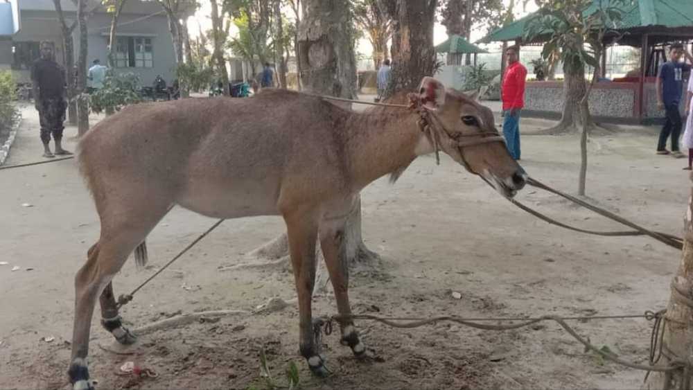 বালিয়াডাঙ্গীতে নীলগাই উদ্ধার 